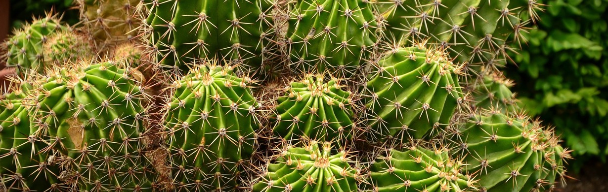 Výstava kaktusů, sukulentů a masožravých rostlin