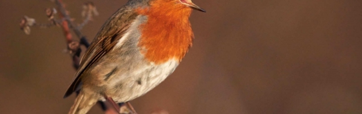 Jak a proč ptáci zpívají?