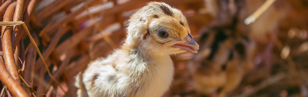Vítání jara na Farmě Wenet
