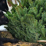 Adventní den na Farmě Wenet