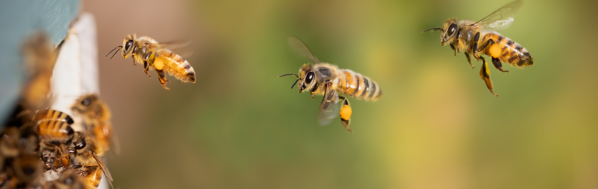 Tajemství účinků pylu