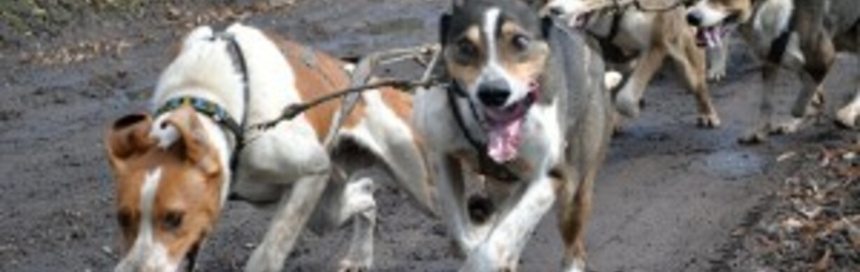 Jarní jízda Mushers klubu Metuje Červený Kostelec