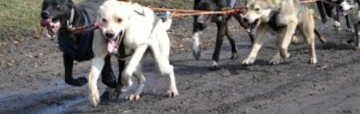 ZÁVODY PSÍCH SPŘEŽENÍ BROĎÁK