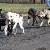 ZÁVODY PSÍCH SPŘEŽENÍ BROĎÁK
