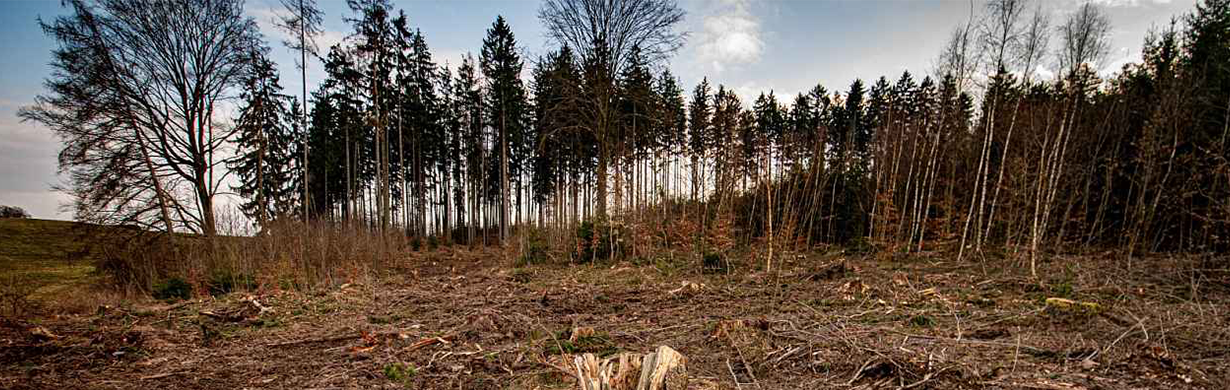 Den Země: Sázení lesa ve Rtyni