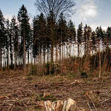 Den Země: Sázení lesa ve Rtyni