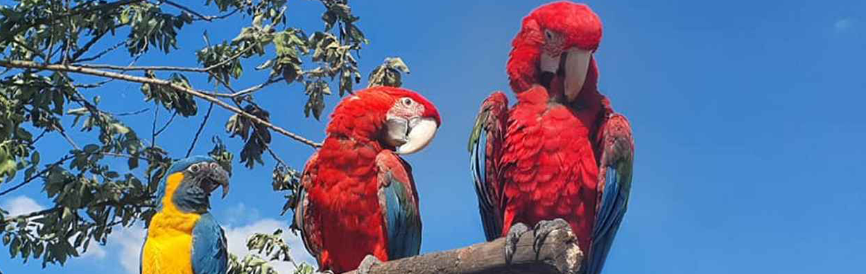 Papouščí den na Rozkoši 2026