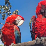 Papouščí den na Rozkoši 2026