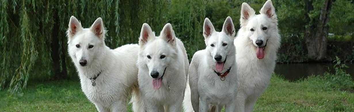 Bílý ovčák klubová výstava 2026