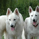 Bílý ovčák klubová výstava 2026