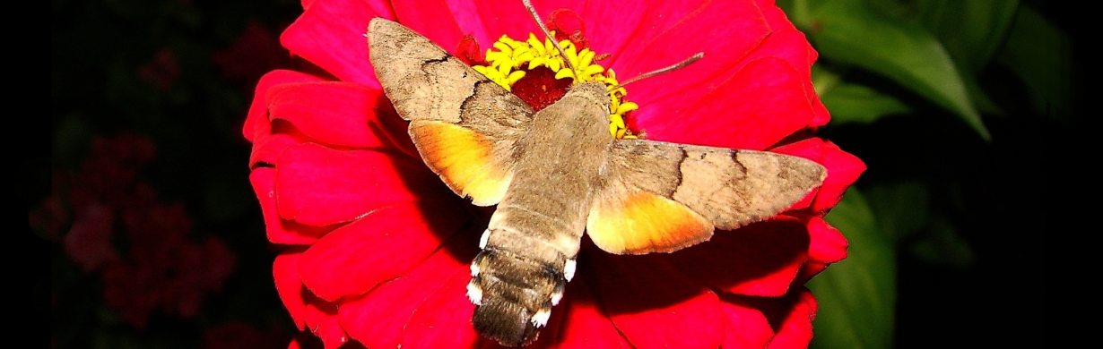 Zdeněk Odl: MACROGLOSSUM Zdeněk Odl: MACROGLOSSUM