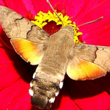 Zdeněk Odl: MACROGLOSSUM