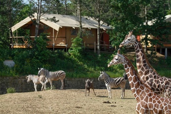 Safari park Dvůr Králové