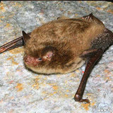Tipněte si, kolik netopýrů je uloženo k zimnímu spánku v dole Bohumír a získejte vstupenky