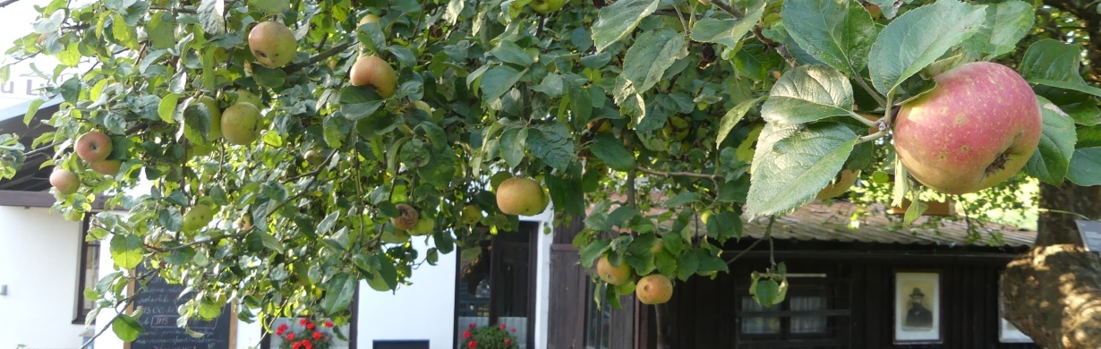 Bude jabloň u Lidmanů z Machova Stromem roku? Stovky štrúdlů mohou rozhodnout.