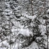 Čtvrteční sněhové zpravodajství z Jestřebích hor