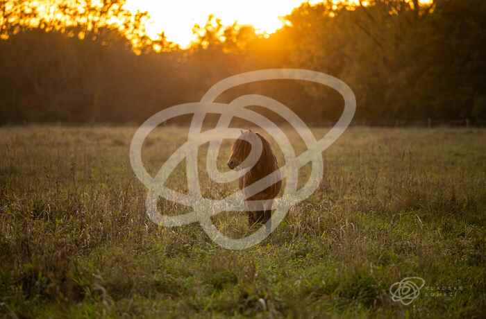 Ptačí park Josefovské louky