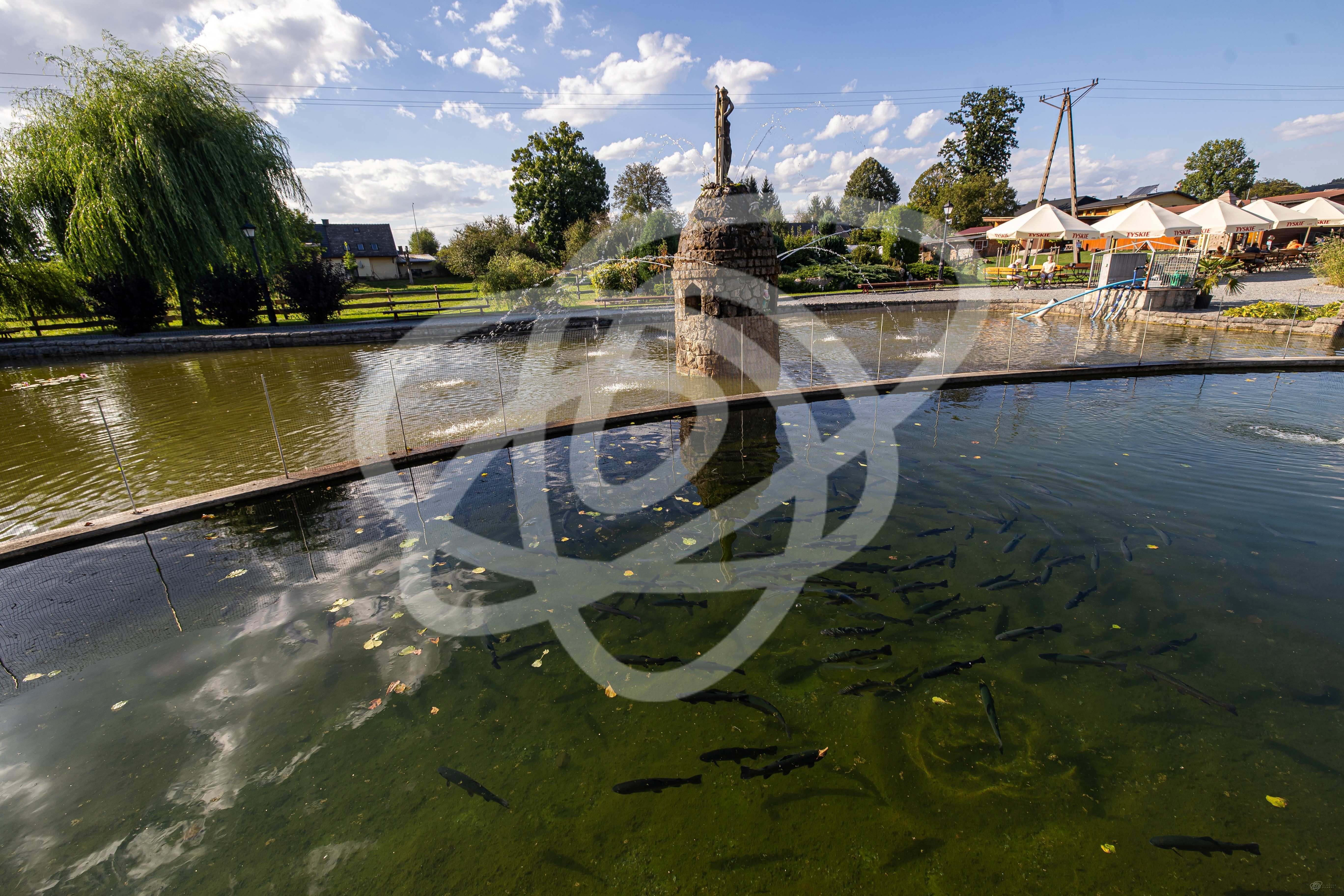 Łowisko pstrąga np. Sudeckie Chaty Kudowa – Czermna
