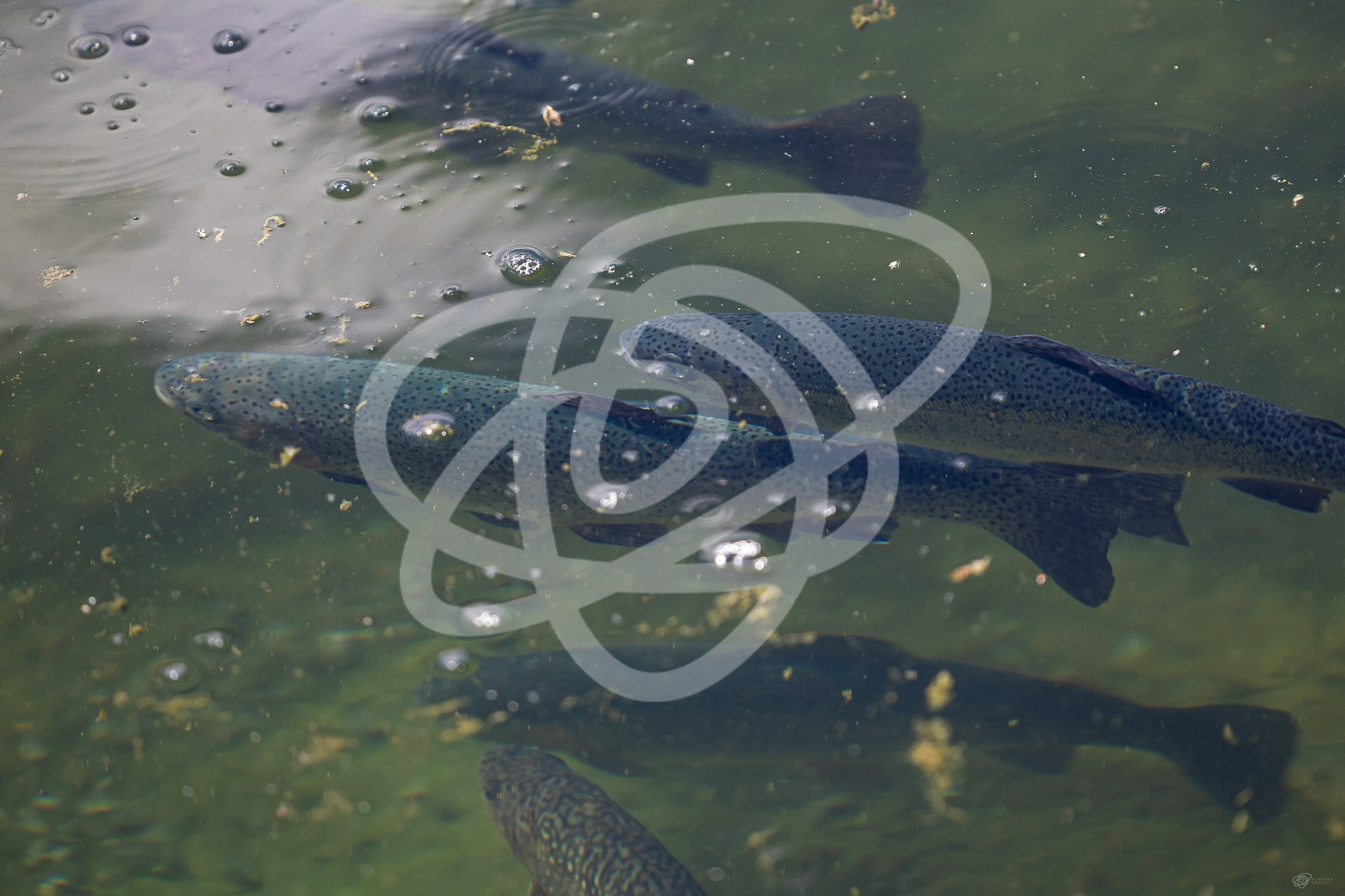 Łowisko pstrąga np. Sudeckie Chaty Kudowa-Czermna